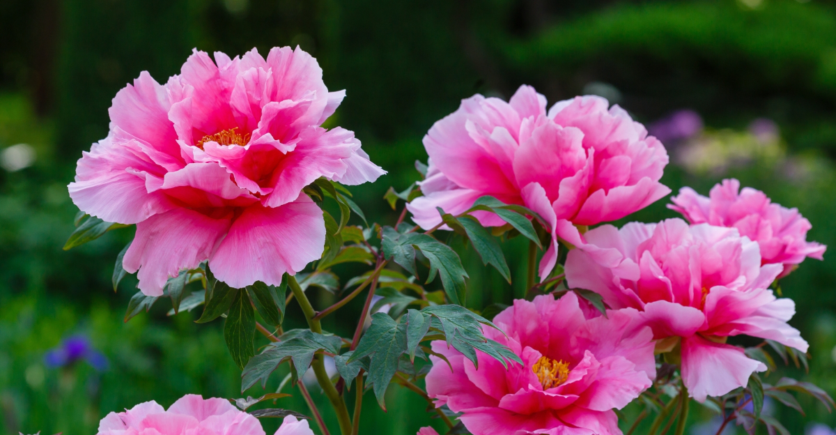 peony plant (featured image)