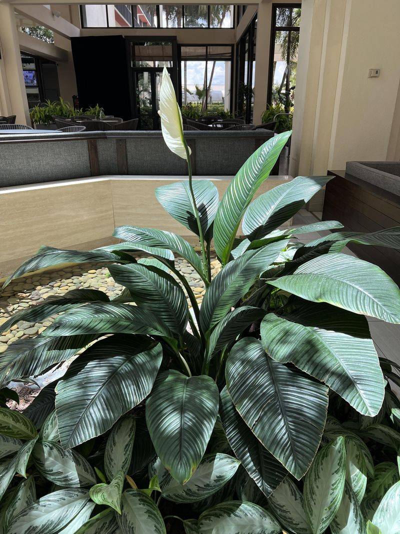 Light, Temperature, And Winter Considerations for Illinois Homes