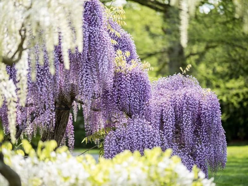 Maintain A Strong Main Framework Of Permanent Stems