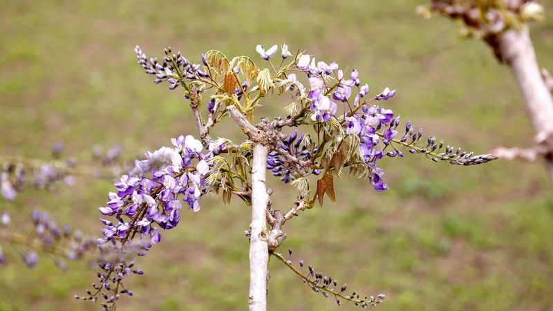 Remove Winter-Damaged Stems To Improve Airflow