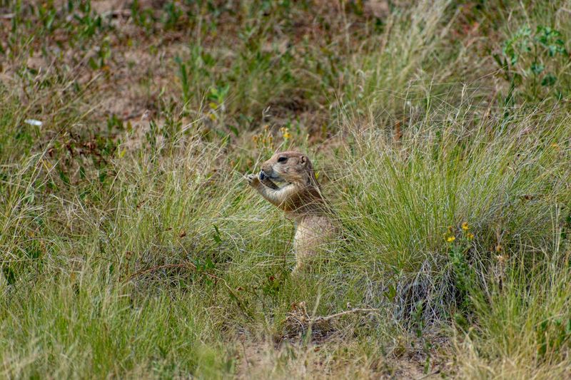 Remove Attractants From Your Property