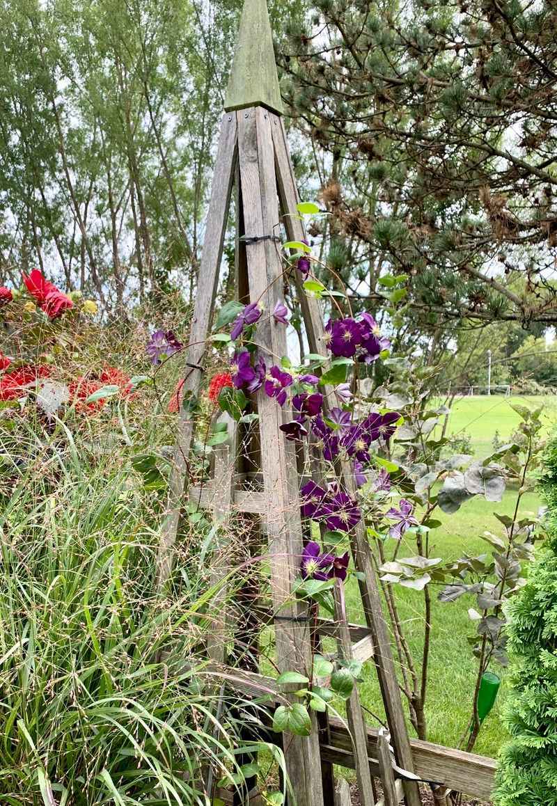 Most Texas Gardeners Grow Group 3 Clematis