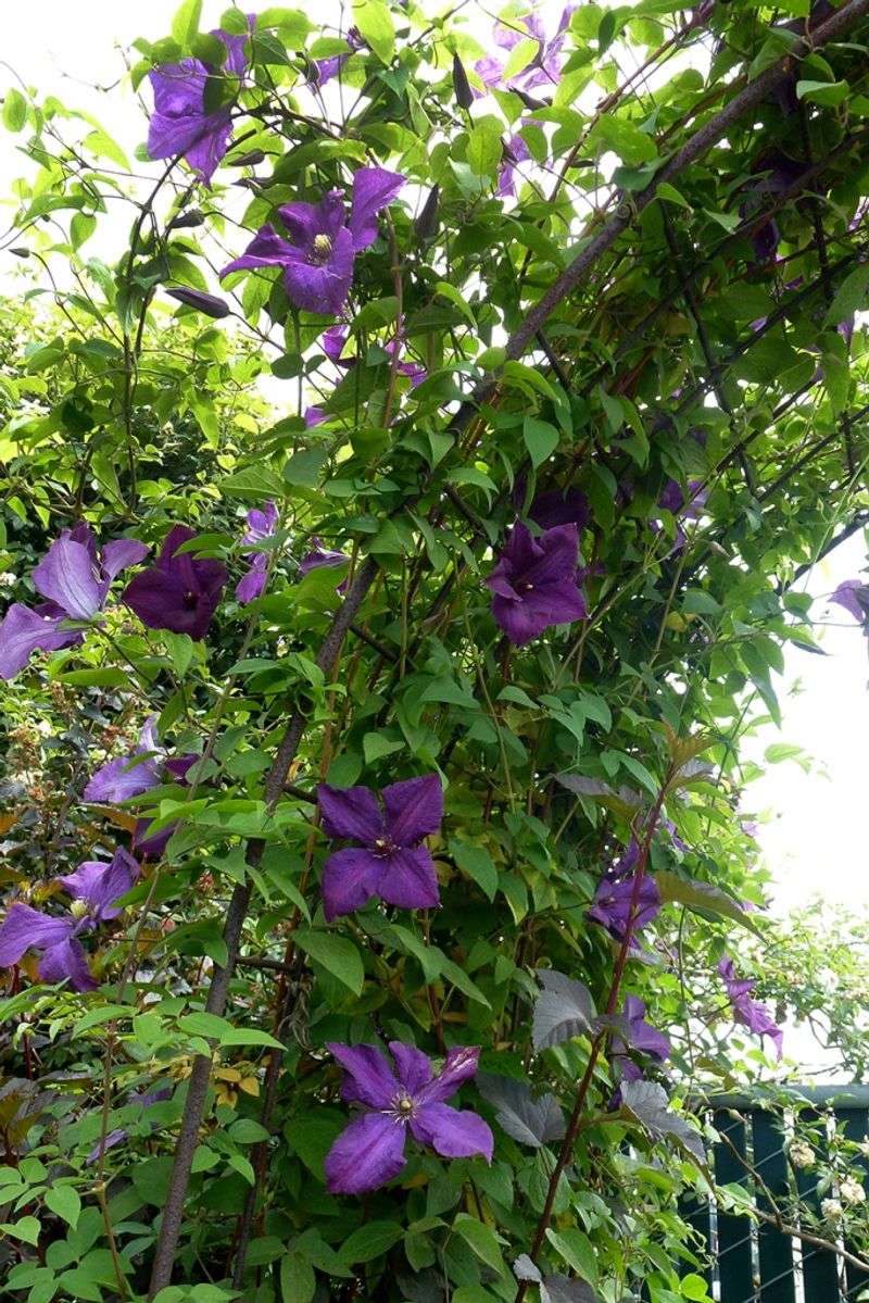 Most California Gardeners Grow Heat-Tolerant Group 3 Varieties