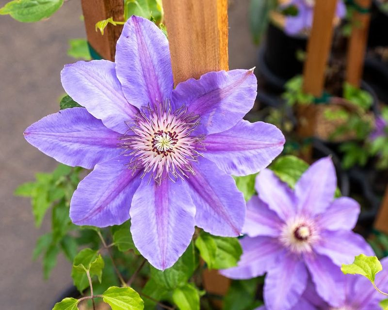 Master The Timing For Washington's Climate