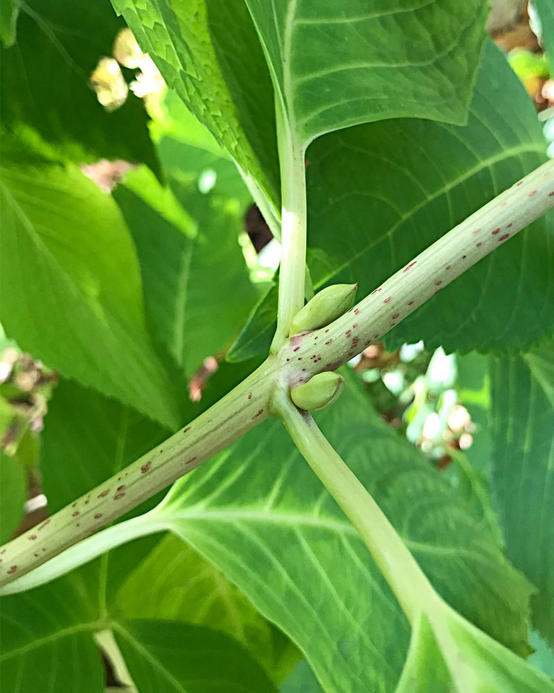 Understand Bloom Timing