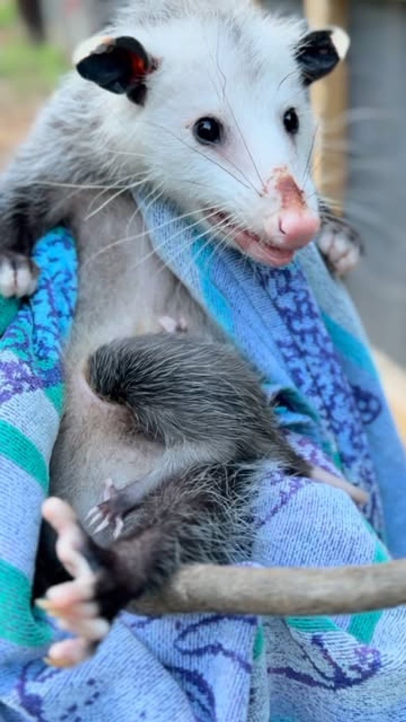 Baby Season Considerations