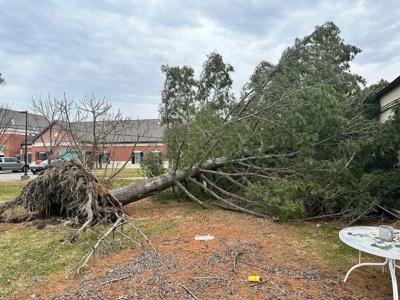 The Tree Owner Is Not Automatically Responsible