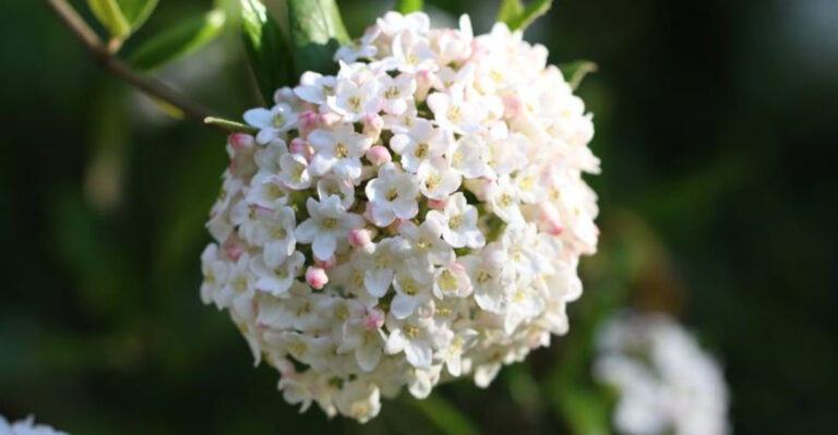 viburnum