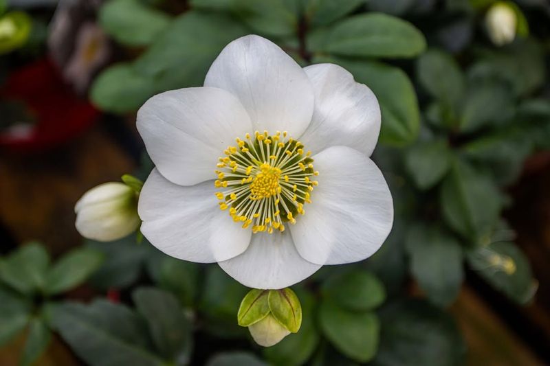 Blooms When Nothing Else Will