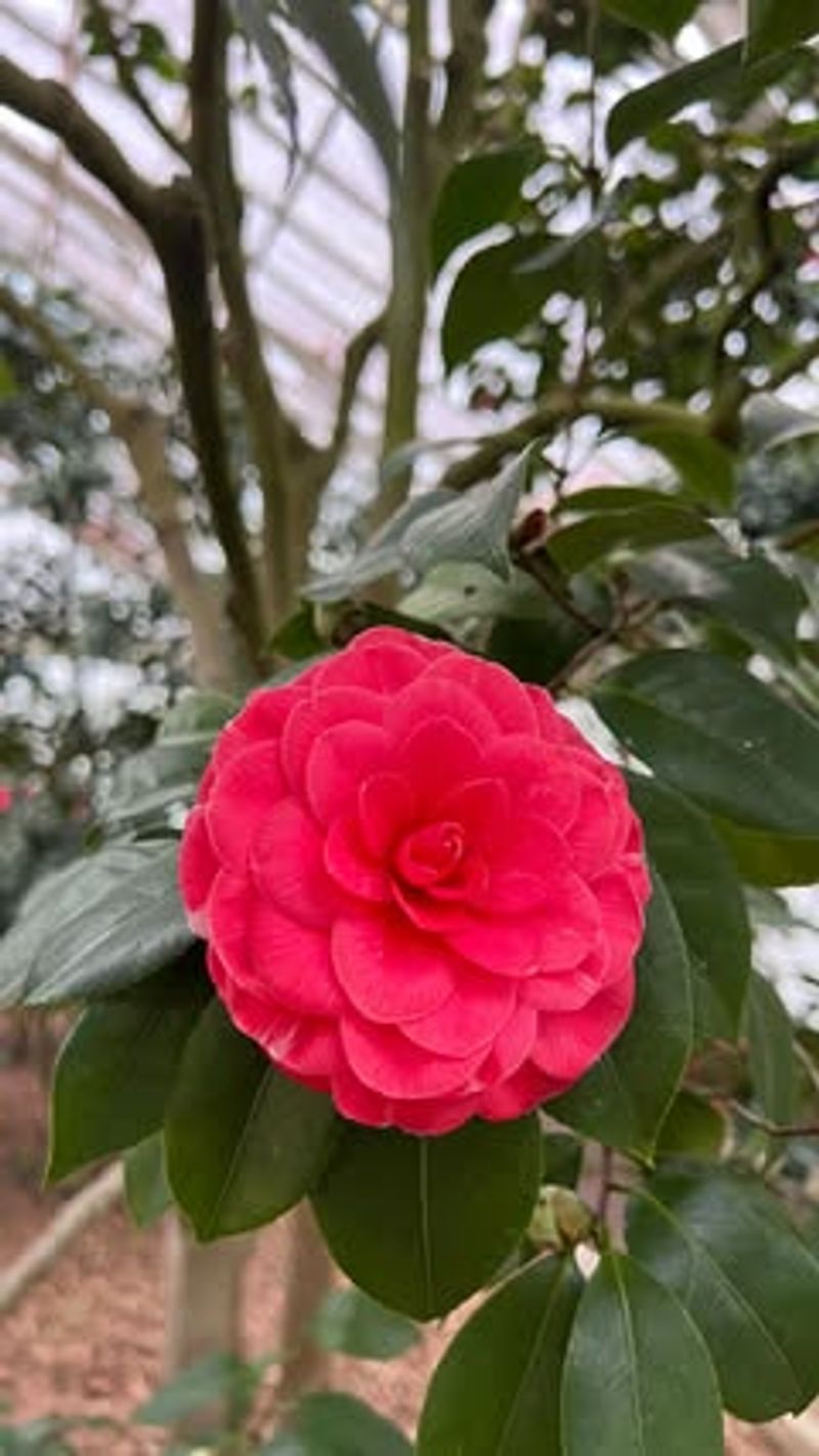 Camellias Bloom When Most Georgia Gardens Are Bare