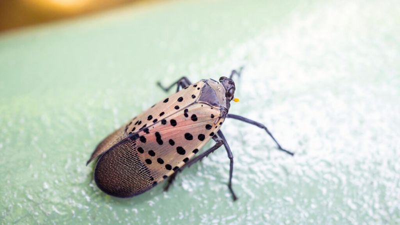 Highly Invasive Pest Threatening North Carolina Agriculture