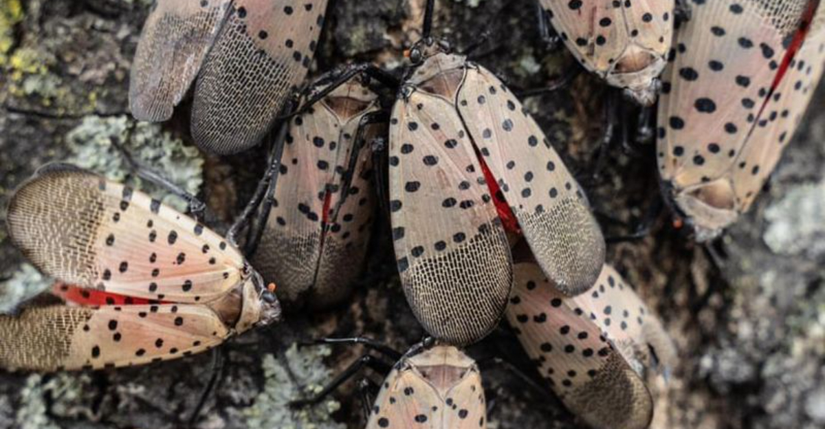 spotted lanternfly
