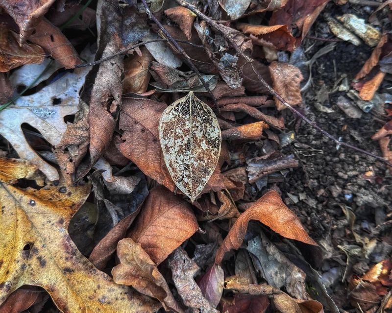 Letting Leaf Litter Pile Up In The Wrong Places