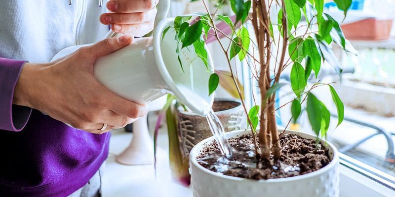 Overwatering Because Of Guilt Or A Strict Schedule