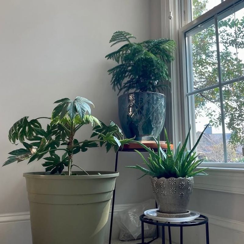 Placing Plants Too Far From Natural Light