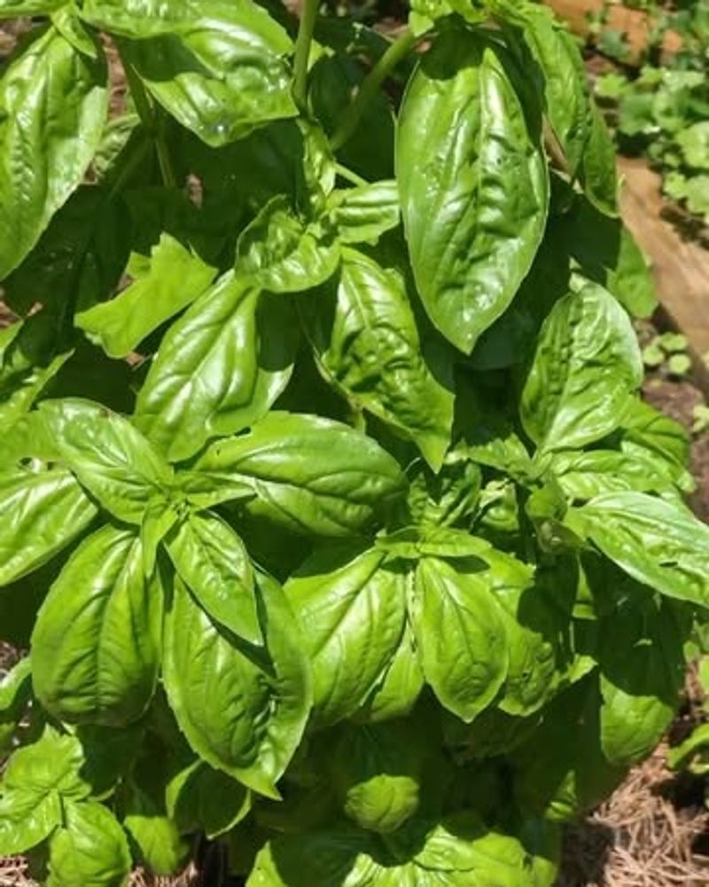 Leaving Basil Outdoors When Fall Temperatures Drop