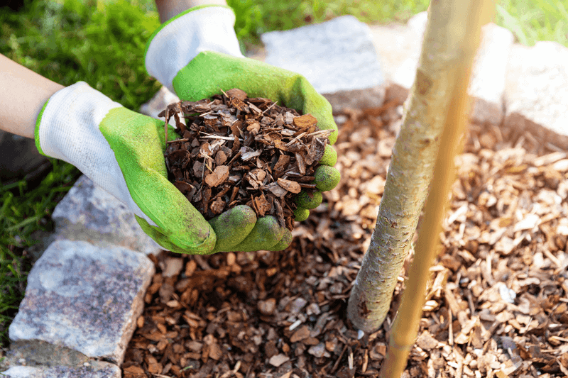 Using The Wrong Mulch For Florida Soil