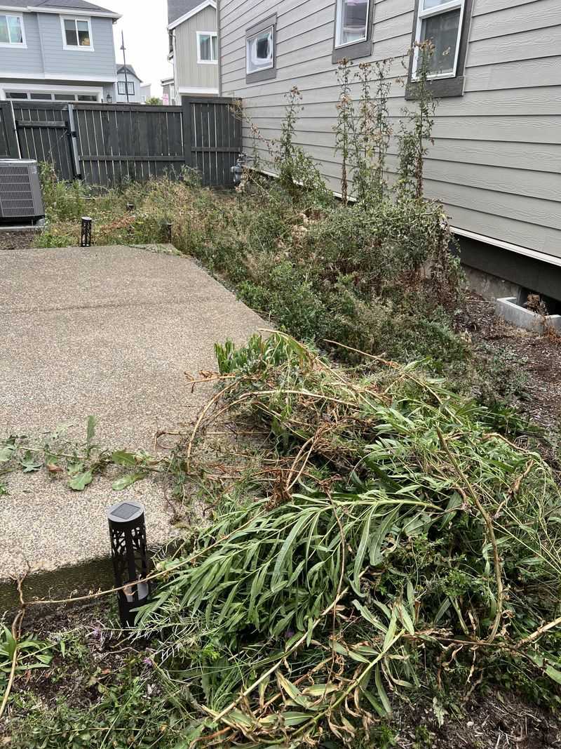 Neglecting Weed Control and Maintenance