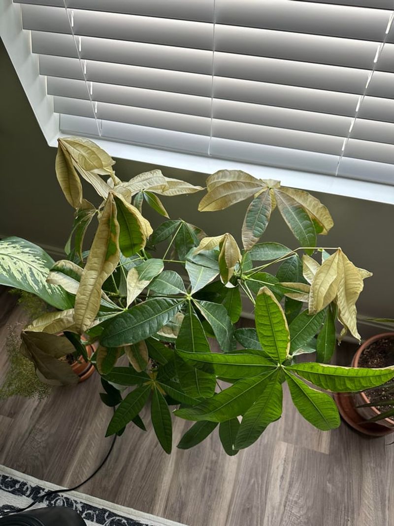 Placing Plants Too Close To Hot Windows