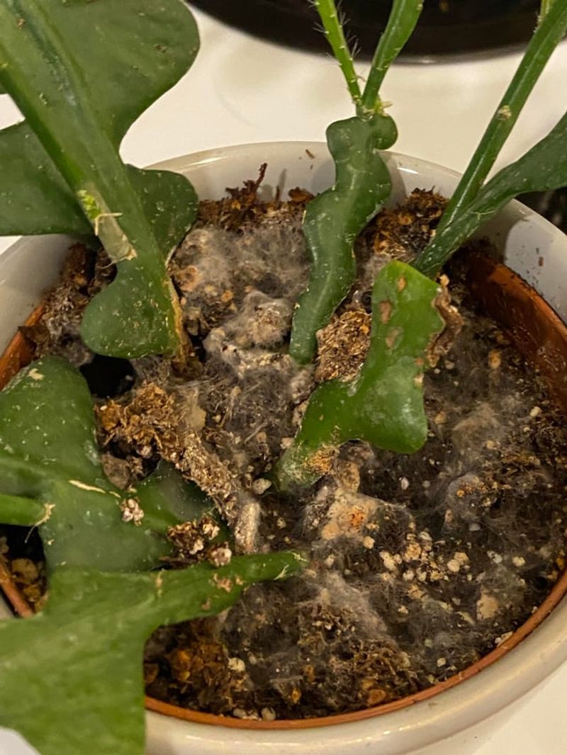 Fertilizing Too Often Or With The Wrong Product