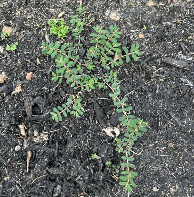 Failing To Prevent Spurge Seeds From Spreading To New Areas