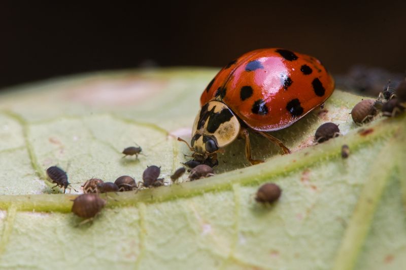 Using Harsh Pesticides At The First Sign Of Pests