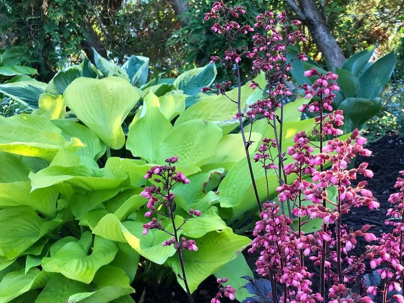 Overwatering Shade-Dwelling Plants