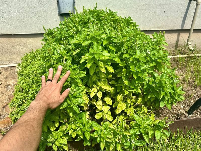 Leaving Basil Outdoors Too Late Into Fall