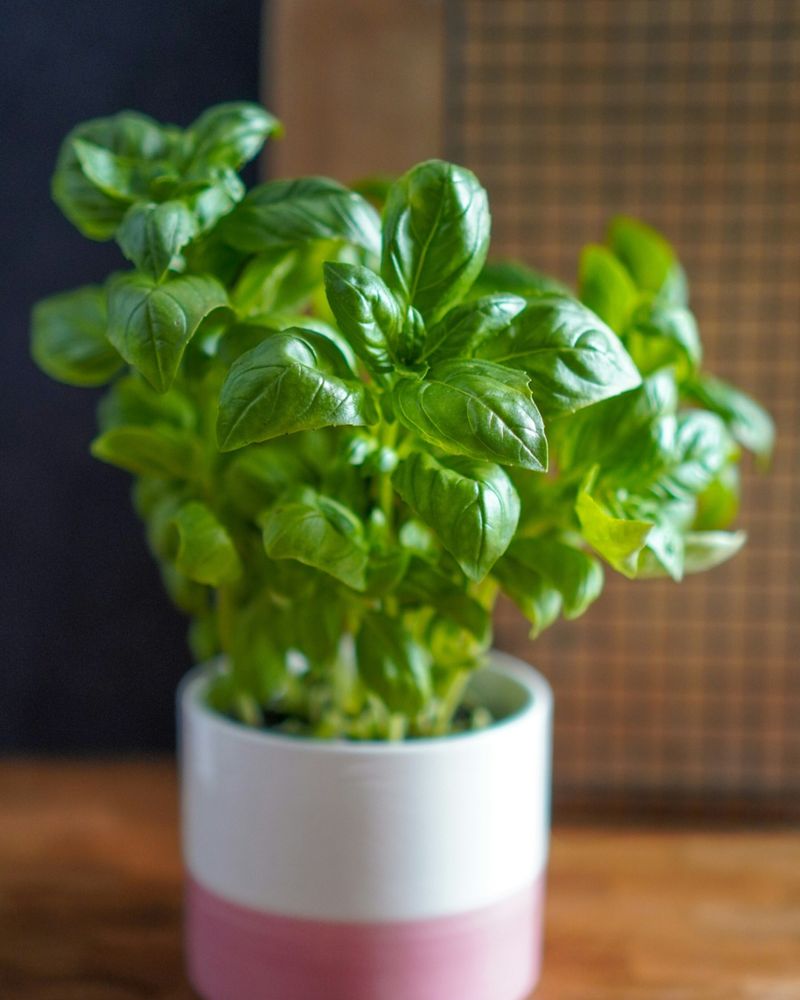 Planting In Containers That Are Too Small