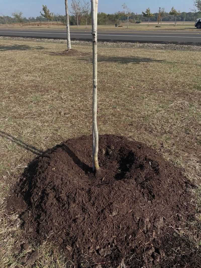 Over-Mulching Trees And Shrubs (Volcano Mulching)
