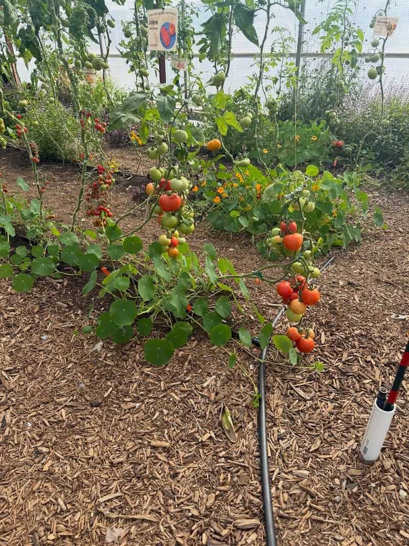 Planting Heat-Loving Crops Too Soon