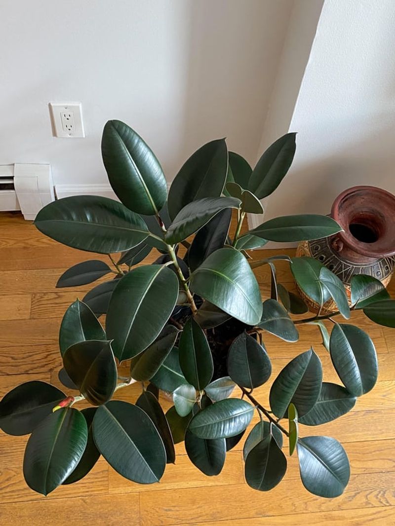 Skipping Regular Leaf Cleaning