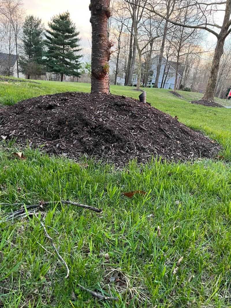 Excessive Mulch Piling Against Trees