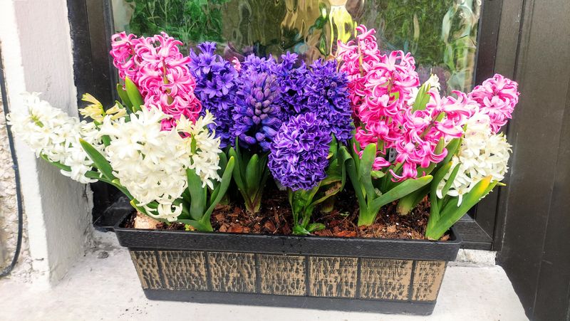 Choosing the Wrong Planting Time