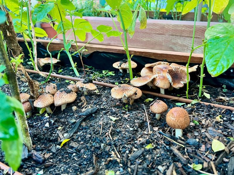 Overwatering Or Underwatering