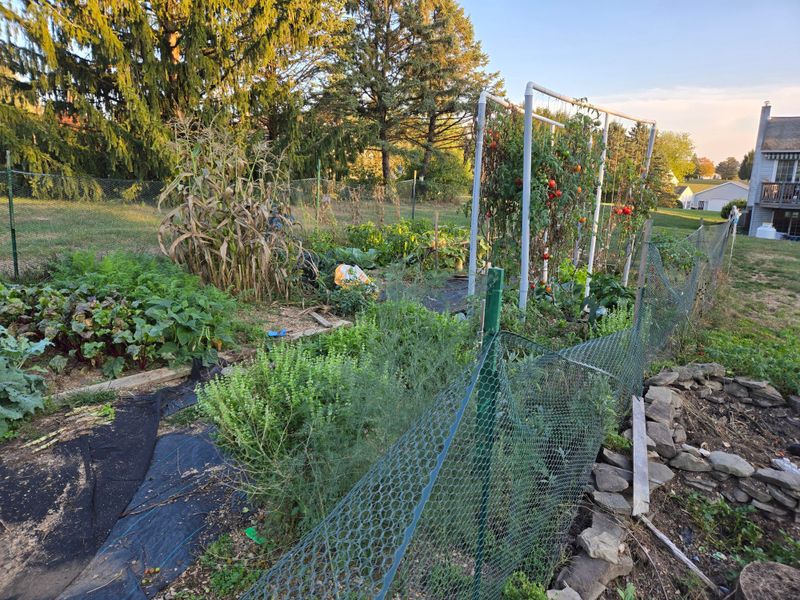 Planting at the Wrong Time for Zone 6