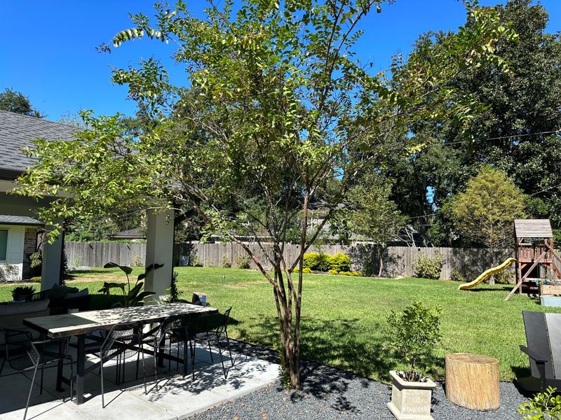 Why Tree Bumps Are Showing Up Across Illinois Gardens