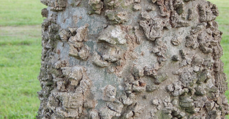 tree (featured image)