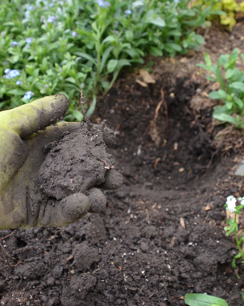 Hard Clay Layers That Restrict Root Growth