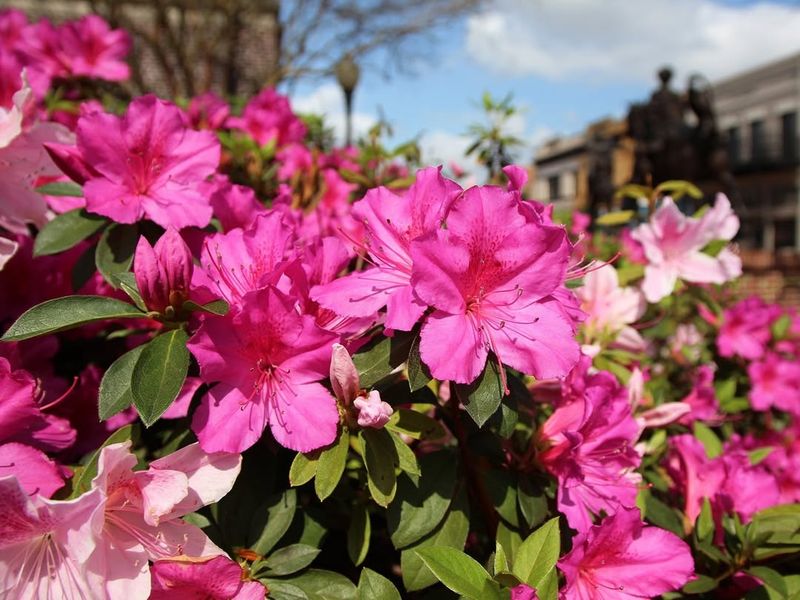 Azaleas