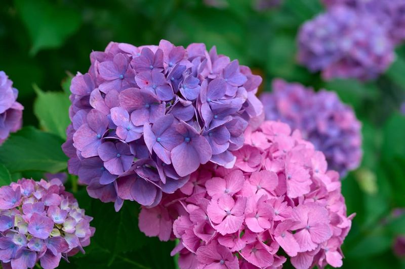 Hydrangeas
