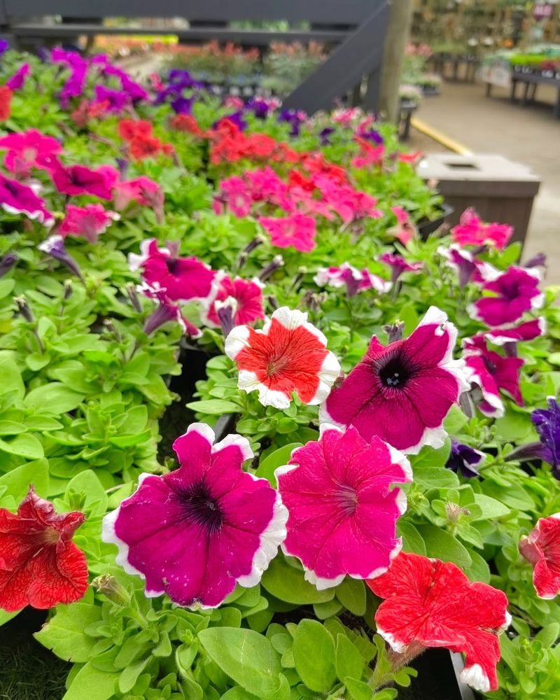 Petunias (Petunia × hybrida)