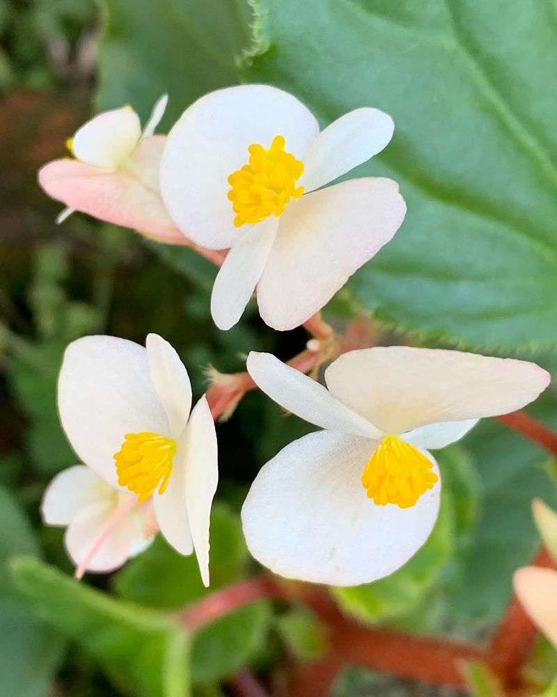 Begonias (Wax And Tuberous Types)