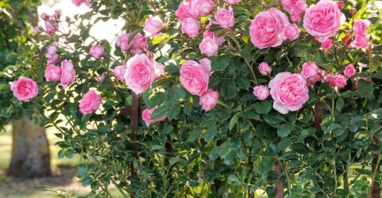 climbing roses