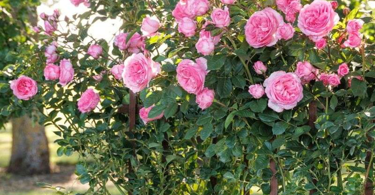 climbing roses