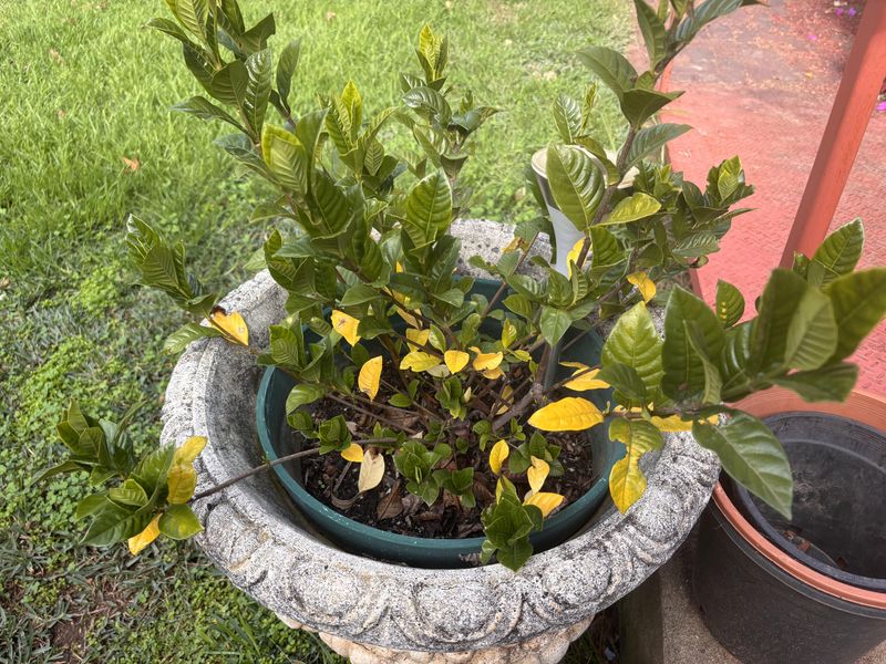 Nutrient Imbalance Or Lack Of Iron