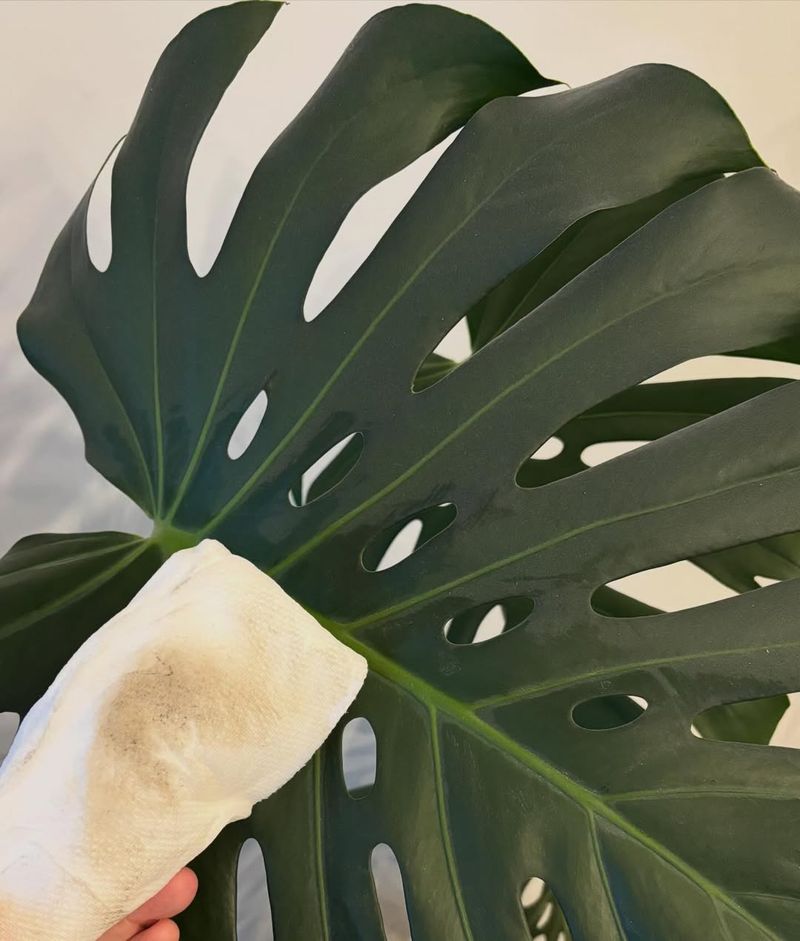 Clean Dust From Leaves To Improve Light Absorption