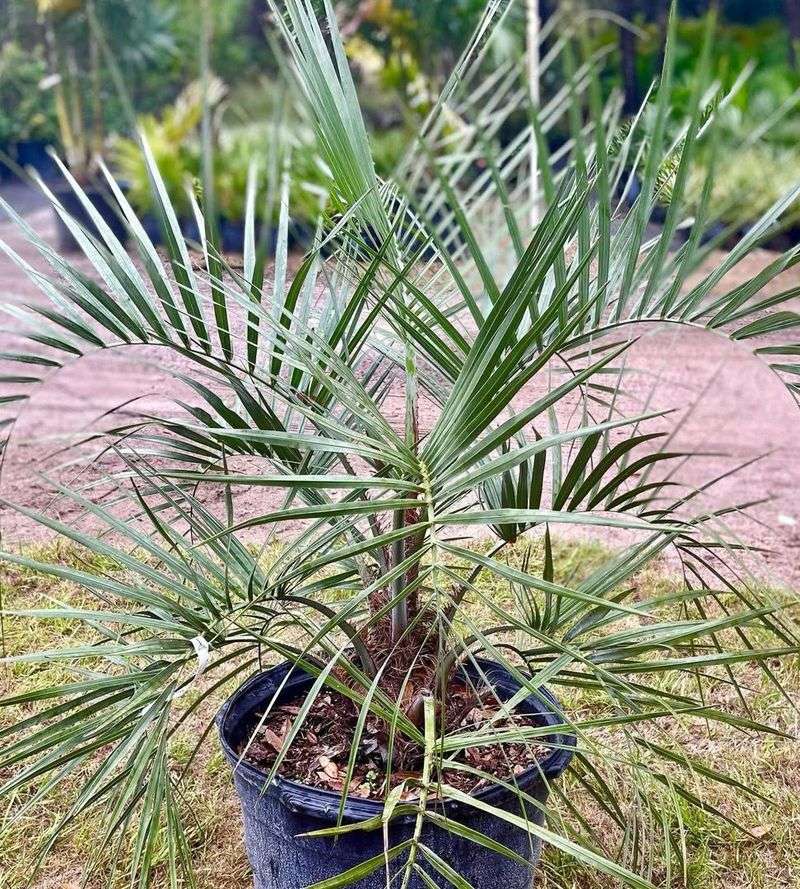 Reposition Young Palms Carefully When Necessary