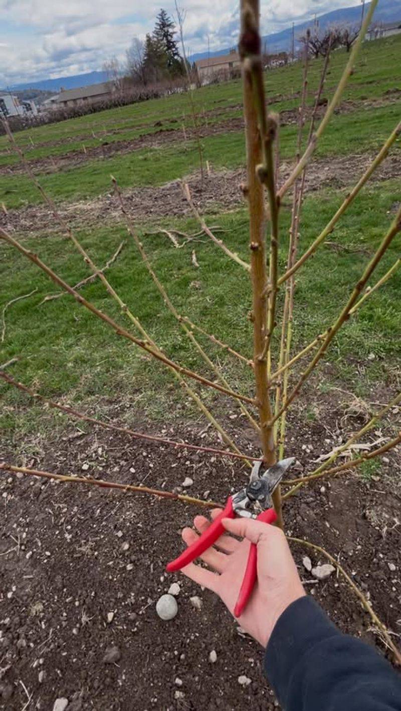 Prune For An Open-Center Structure