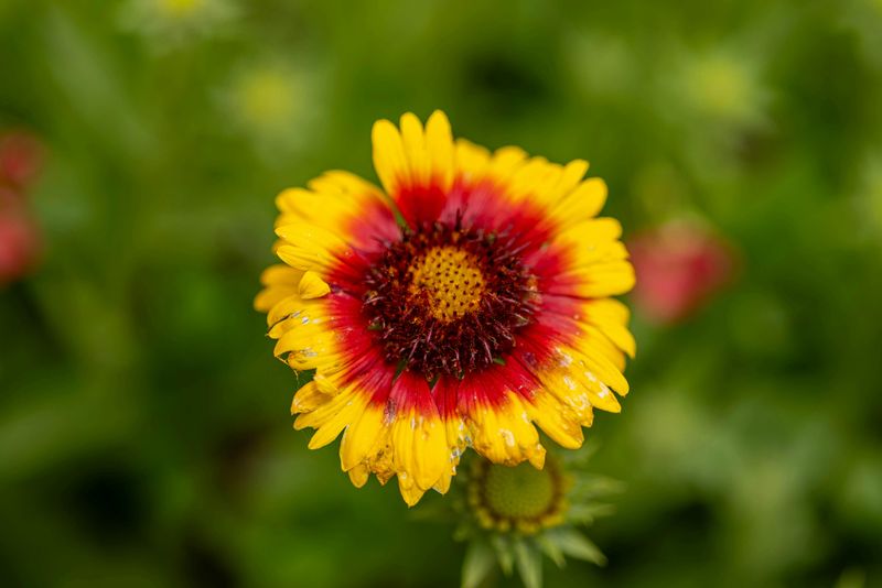 Choose Drought-Tolerant Ornamentals